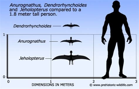 Jeholopterus Pictures & Facts - The Dinosaur Database
