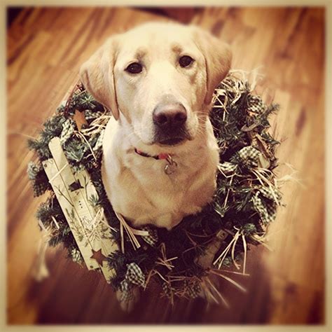 Dog in a wreath -- cute dog Christmas card photo | Dog christmas photos ...