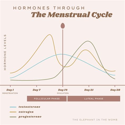 Menstrual Cycle Chart