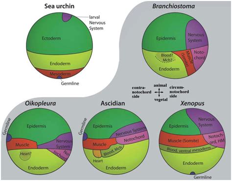 Cell Lineages and Fate Maps in Tunicates: Conservation and Modification