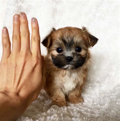 Micro Teacup Morkie Puppy For sale! XX Cobby and square bodied! - iHeartTeacups