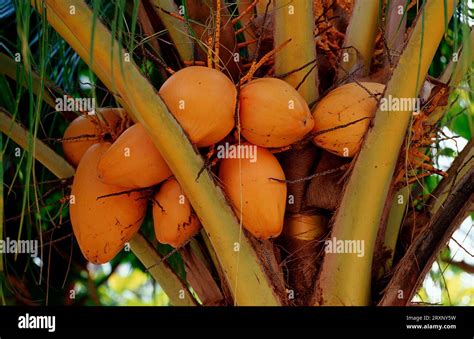 Coconut Palm (Cocos nucifera) fruits, Philippines Stock Photo - Alamy