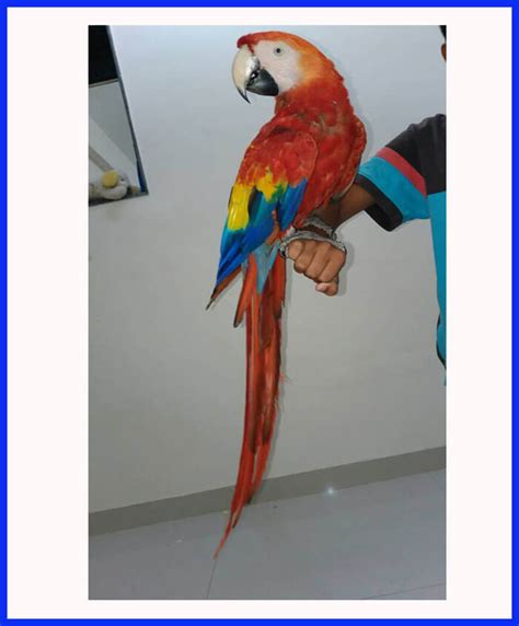 Macaws Birds For Sale - Poddarkennel | Call@9810871734