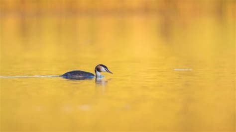 British Wildlife Photography Awards: This year's winning pictures | UK ...