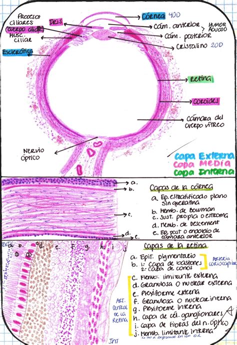 My Notes for USMLE — HISTOLOGY OF THE EYE Retina Layers * Pigment...