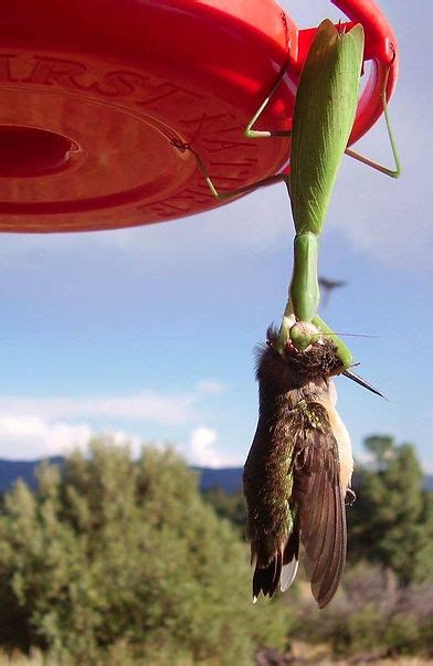 Praying Mantis | hummingbirdspot | Hummingbird Predator