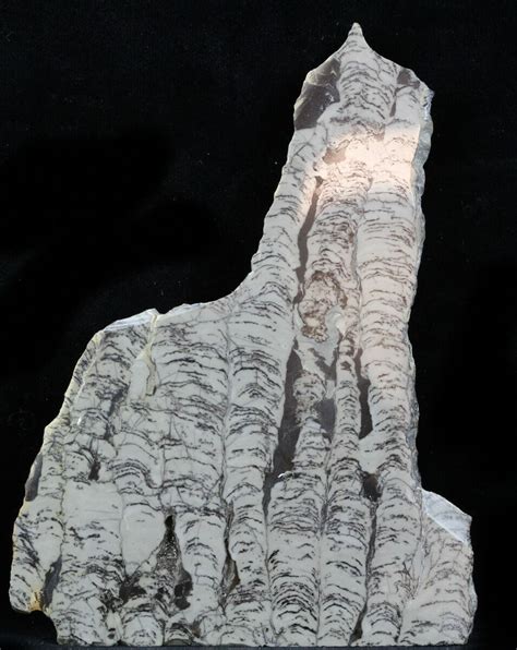 5.4" Polished Precambrian Stromatolite - Siberia (#57578) For Sale - FossilEra.com