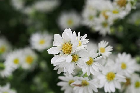 Pyrethrum Stock Photos, Pictures & Royalty-Free Images - iStock