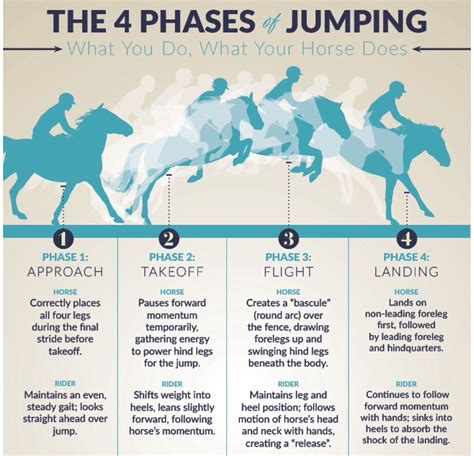 Jumping | Horse exercises, Horse riding tips, Horse lessons