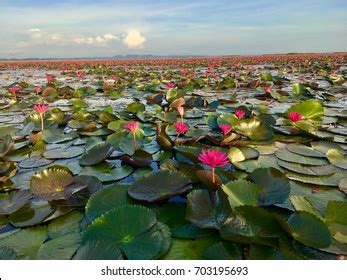 Lotus Flower Malarikkal Tourism Kerala Kottayam Stock Photo 2239198763 | Shutterstock