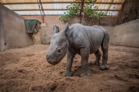 Rare rhino born at Chester Zoo | Discover Animals