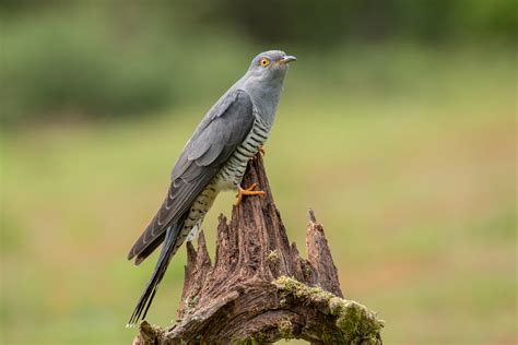 Common Cuckoo | Audubon Field Guide