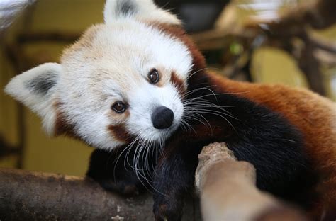 Red Panda | Seneca Park Zoo