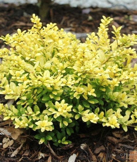 18 Best Dwarf Evergreen Shrubs ideas | evergreen shrubs, shrubs, dwarf evergreen shrubs