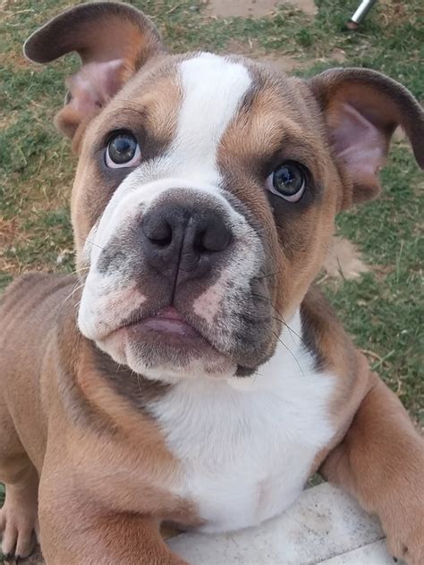 English Bulldog Puppies For Sale | Norco, CA #292165