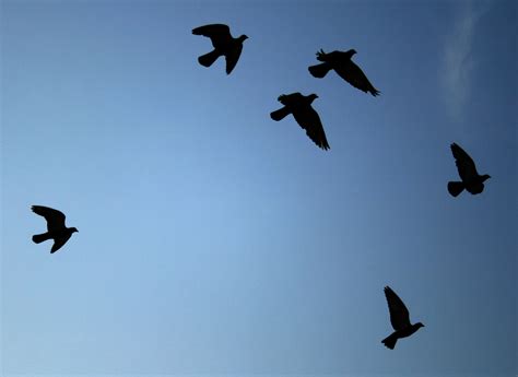 File:2008-07-04 Bird silhouettes.jpg - Wikimedia Commons
