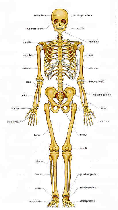 City Distributers: Human Bones