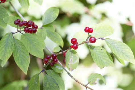 20 Edible and Non-Edible Red Berries You Need to Know - Smart Garden ...