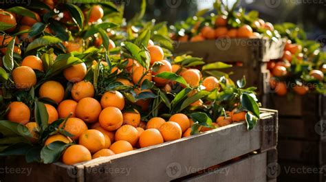 Freshly picked Clementine fruit from garden placed in the boxes ...