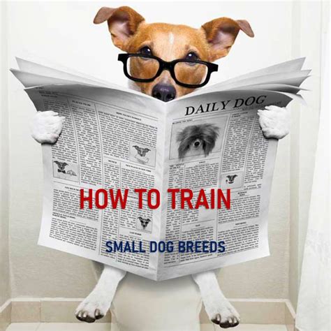 Training Small Dog Breeds (Ultimate Guide) | Small Dog Breeds