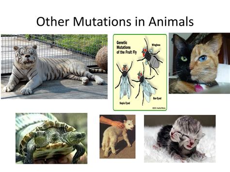 PPT - Mutations PowerPoint Presentation, free download - ID:411095