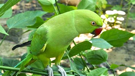 Parrot Screaming Sounds | Natural Parrot Sounds | Parrot Calling Sounds || - YouTube