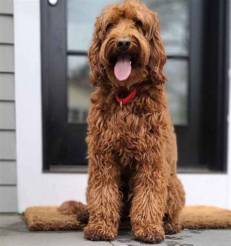 Labradoodle | Hybrid Dog Breed Information & Facts | Pets Feed