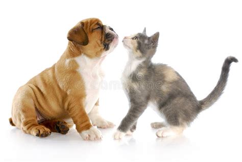 Puppy and kitten love stock photo. Image of cute, sniff - 15421108