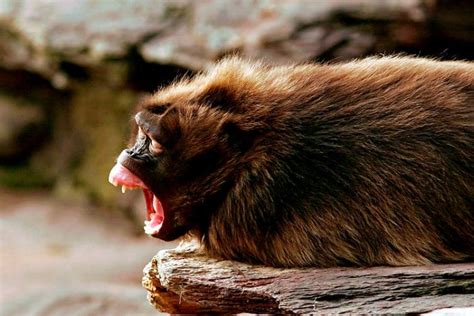 Yawning animals (23 pics)