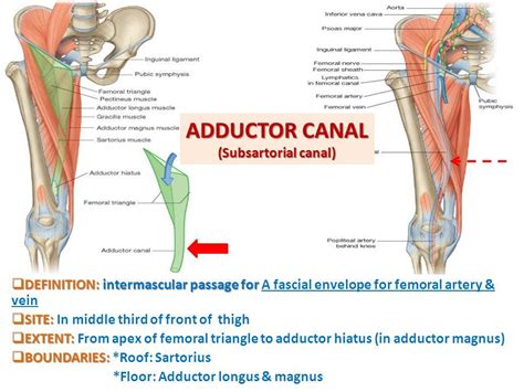 Visual Anatomy 視覚解剖学