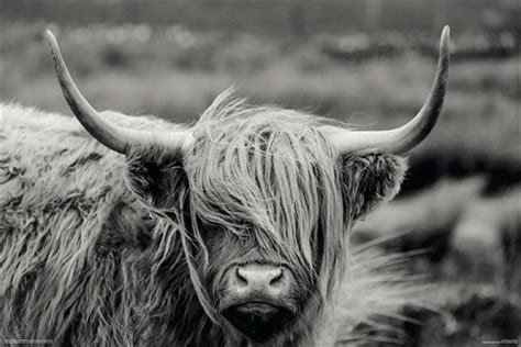 Buy Hamish The Highland Cow Poster in Posters | Sanity