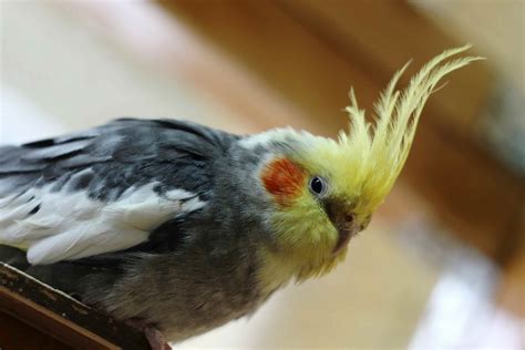 8 Most Popular Companion Birds as Pets