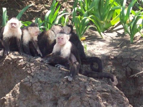 three white faced monkeys sitting on top of a rock