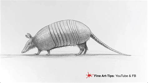 HOW TO DRAW AN ARMADILLO - YouTube