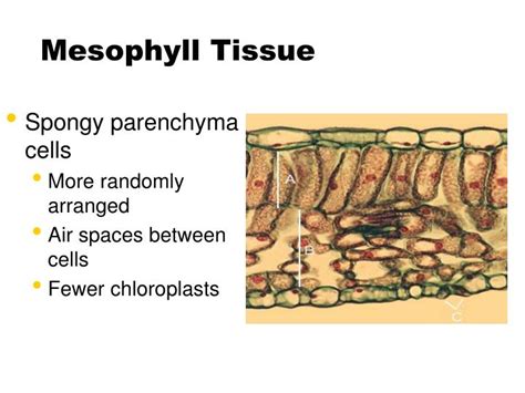 PPT - Plant Structure and Function - Leaves PowerPoint Presentation ...