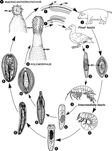 Acanthocephala | SpringerLink