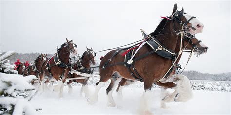 How the Budweiser Clydesdales Became a Force in Holiday Marketing