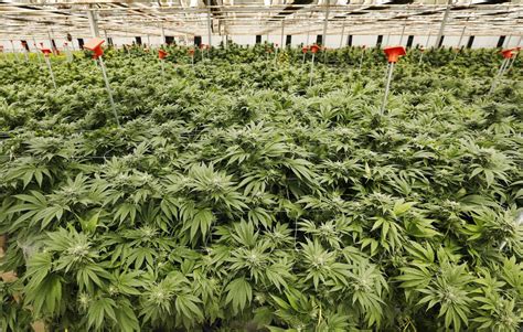 The world’s largest pot farms, and how Santa Barbara opened the door ...