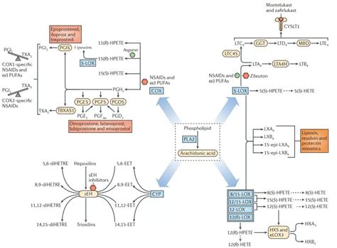 Eicosanoids: Comprehensive Guide to Biosynthesis, Metabolism