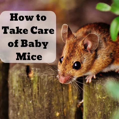 How Often Do Baby Mice Need To Eat - Baby Viewer