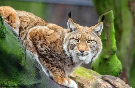 Lynx - Description, Habitat, Image, Diet, and Interesting Facts