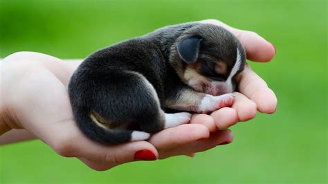 Baby Puppy Wallpapers - Wallpaper Cave