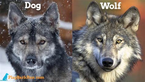 Big Dog Breeds That Look Like Wolves On Sale, 54% OFF | lupon.gov.ph