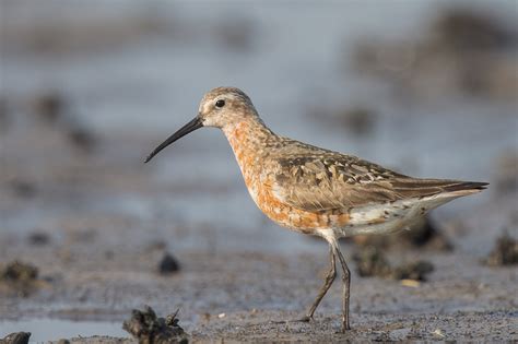 Curlew Sandpiper – Singapore Birds Project