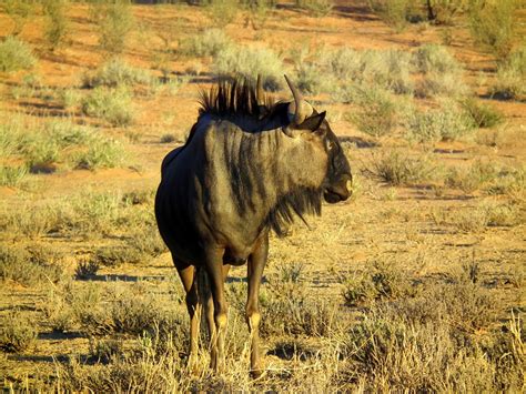 Blue Wildebeest Antelope Animal · Free photo on Pixabay