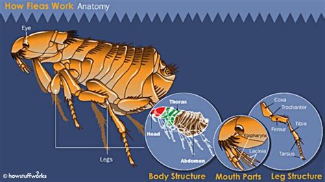 Flea Anatomy - Anatomy of the Flea | HowStuffWorks