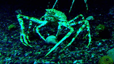 Japanese Spider Crab Diet - michaeljacksonopowiadania