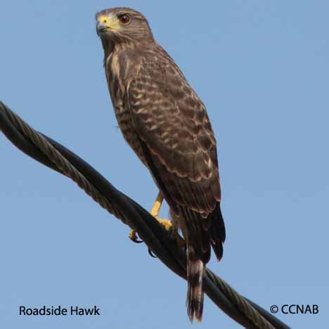 Roadside Hawk (Rupornis magnirostris) - ROHA