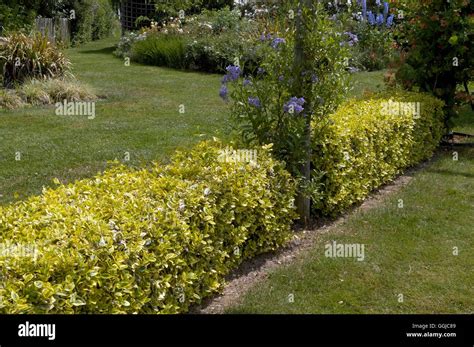 Hedge - of Euonymus fortunei 'Emerald 'n' Gold' MIW250119 Stock Photo - Alamy