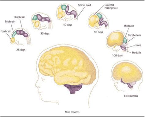 Neurological Development in Children | Families